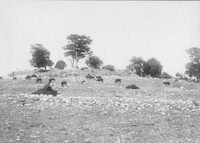 Viaggio in Turchia 1900